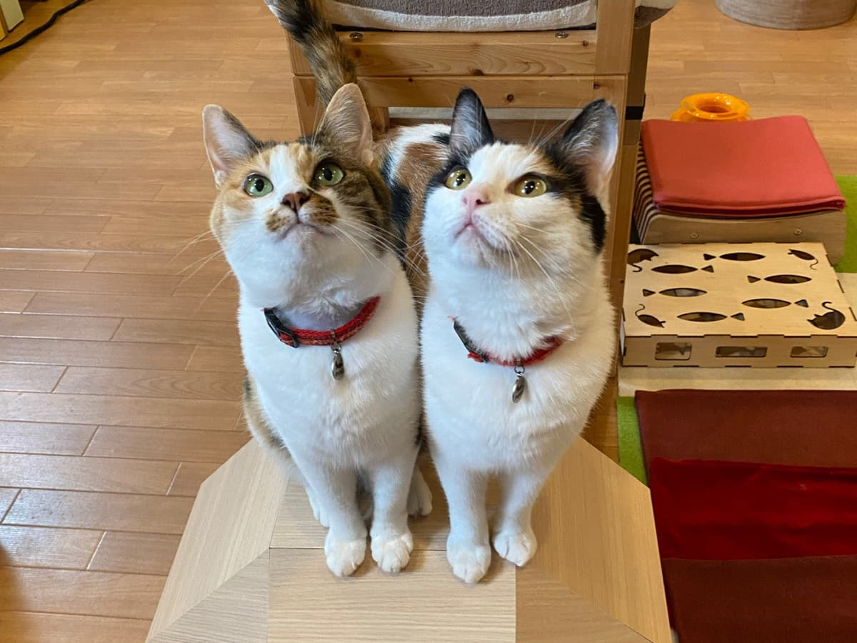 nyans 画像3